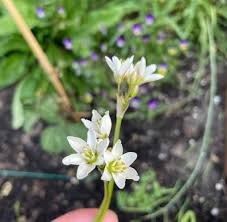Image result for Nothoscordum borbonicum