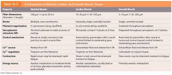 A Comparison Of Muscle Tissue Types Smooth Muscle Tissue