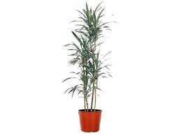 We did not find results for: Dracaena Fragrans Warneckii Evergreen Plants Dubai Garden Centre