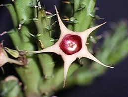Image result for Huernia verekeri