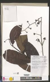 Image result for Dictyophleba ochracea