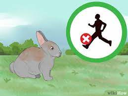 Then, following manufacturer instructions, set up the trap in a shady,. How To Catch A Pet Rabbit With Pictures Wikihow