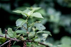 Image result for Antherotoma debilis