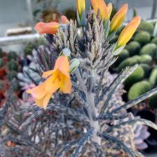 Image result for Kalanchoe lateritia