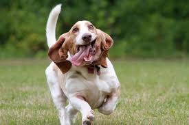 We sell basset hound puppies all over the united states. Basset Hound Dog Breed Information Pictures More