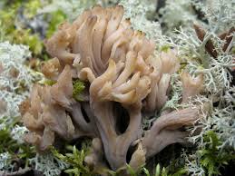 Donate to wild mushroom hunting. Clavulina Cristata Wikipedia