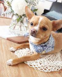 Eddie The Chihuahua Cute Dog On Instagram Spring Saturday I Love This Time Of Year The Sun Is Out Everything Cute Dogs Cute Chihuahua Chihuahua