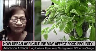 Urban agriculture technology may answer the problem of lack of space for  vegetable production