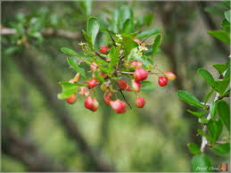 Image result for Gymnosporia arenicola