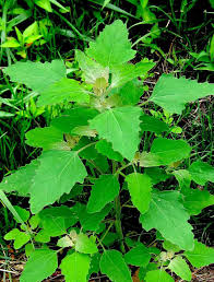 Lalu rumput apa saja yang bisa dimakan jenis yang ketiga adalah rumput sintrong. 26 Tumbuhan Hutan Yang Bisa Dimakan Goresan Tanganku
