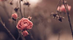 38402138 Rose 4k Best Hd Wallpaper Desktop Vintage Desktop Wallpapers Desktop Photography Rose Wallpaper