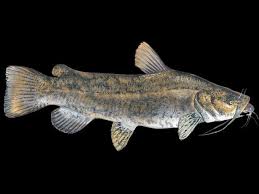 Flathead Catfish Pictures Catfish Fishing Fish List Fish Pet