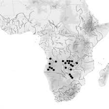 Image result for Ferraria welwitschii