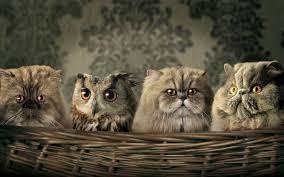 Funny Animal Pictures Bing Images Funny Animals Owl Cat Funny Cats