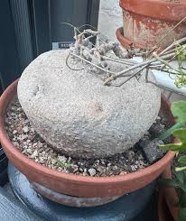 Image result for Kedrostis africana