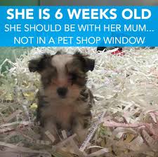 There has been a rise of concern within society when it comes to the way animals are treated. Disappointing 5 Minutes More Please