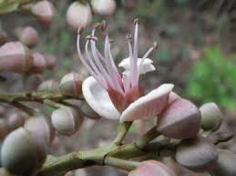 Image result for Julbernardia seretii