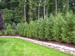 It makes them feel cramped, like an animal in a crate. Best Trees And Plants For Privacy Truesdale Landscaping