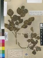 Image result for Dovyalis lucida