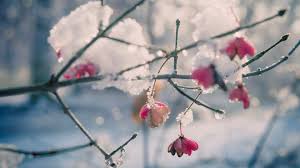 Frozen precipitation consisting of hexagonally symmetrical ice crystals that form soft, white flakes. Flowers In The Snow Beziehen Microsoft Store De De