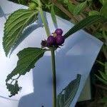 Image result for Lantana ukambensis