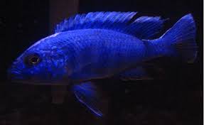 They are verysimilar to but a distinct species from pseudotropheus cyaneorhabdos(formerly melanochromis maingano). Electric Blue Hap Wikipedia
