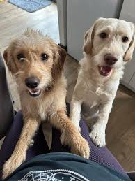 My 12m old Bonnie has pee'd