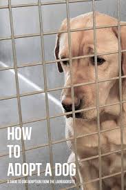 Labrador Rescue And How To Adopt A Dog A Dog Rehoming Guide Labrador Retriever Labrador Labrador Rescue
