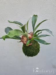 Image result for parožnatka Platycerium