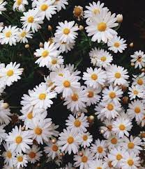Background Bunga Iphone Pin By Toko Bungapedia On Karangan Bunga Papan Source Www Daisy Wallpaper Organic Gardening Magazine Beautiful Landscape Wallpaper