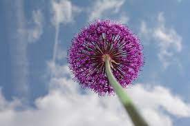We did not find results for: 53 Favourite Perennials To Plant In Zone 3 Shifting Roots