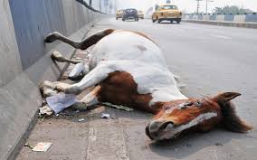 Image result for Glanders