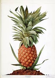 E0544324c243783a2941b35062fca884 Jpg 1 215 1 733 Pixels Fleur Vintage Botanique Ananas