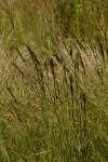 Image result for Eragrostis chapelieri