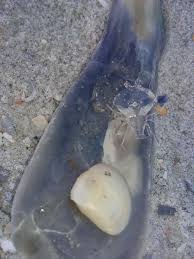 Sea otters used to be hunted for their fur, and consequently experienced a precipitous decline in perhaps the most iconic and beloved of all cute sea creatures, the bottlenose dolphin has a smile. What Is This 8 Legged Perfectly Clear And Flat Nickel Sized Sea Creature Jax Beach Fl Whatsthisbug