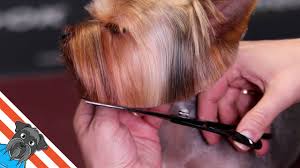 If a showy long hair yorkie look is what you're after you can definitely do that but your everyday owner usually keeps their yorkie's hair at a short to medium. Yorkshire Terrier Haircut Beautiful And Comfortable Short Haircut Youtube