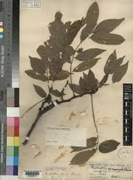 Image result for Millettia dura