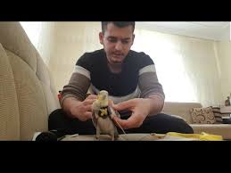 Sultan Papaganina Harnes Tasma Nasil Takilir Ve Cekilis Sonucu Youtube