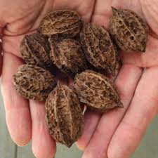 Image result for Walleria nutans