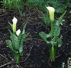Image result for Zantedeschia