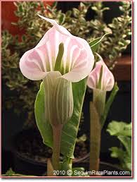 Image result for Arisaema