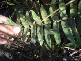 Image result for Ampelopteris