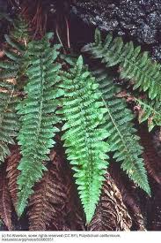 Image result for Polystichum