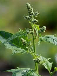 Image result for Chenopodiastrum