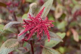 Image result for Amaranthus thunbergii