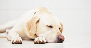Guide To Temaril P For Dogs Uses Benefits Side Effects