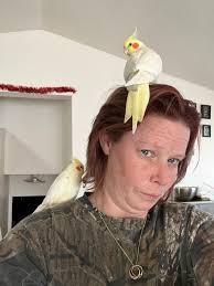 Lost 9-month-old Cockatiel in Copperfield, Calgary Area