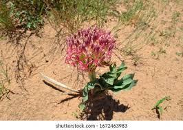 Image result for Philyrophyllum schinzii
