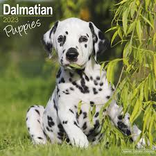 Image result for dalmatin
