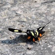 We did not find results for: Eight Spotted Forester Alypia Octomaculata Fabricius 1775 Butterflies And Moths Of North America